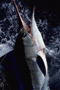 Marlin Fighting Hook and Line